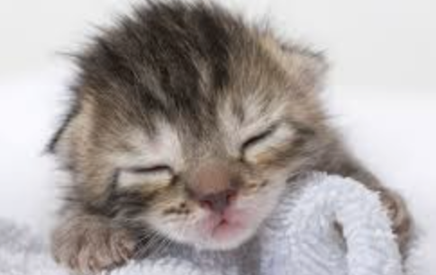 kittens die from fleas